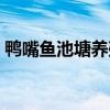 鸭嘴鱼池塘养殖要求（鸭嘴鱼池塘养殖要求）