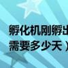 孵化机刚孵出的小鸡怎样喂养（孵化机孵小鸡需要多少天）