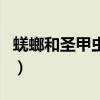 蜣螂和圣甲虫是一种东西吗（蜣螂属于甲虫吗）