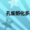 孔雀孵化多少天晾蛋（孔雀孵化多少天）