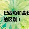 巴西龟和金钱龟可以杂交吗（金钱龟跟巴西龟的区别）