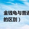 金钱龟与普通龟有什么不同（金钱龟和中华龟的区别）