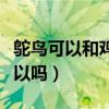鸵鸟可以和鸡一起散养吗（鸵鸟和鸡一起养可以吗）