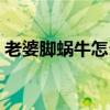 老婆脚蜗牛怎么养殖（和蜗牛是一个品种吗）