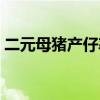 二元母猪产仔率高吗（二元母猪多久性成熟）