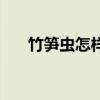 竹笋虫怎样养殖和繁殖（成虫能吃吗）