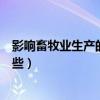 影响畜牧业生产的因素有哪些（影响畜牧业效益的因素有哪些）