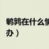 鹌鹑在什么情况下不下蛋（鹌鹑不吃东西怎么办）