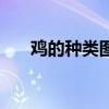 鸡的种类图片及名称（一只鸡多少克）