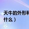 天牛的外形和特点是什么（天牛的显著特征是什么）