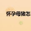 怀孕母猪怎么喂养（母猪产后怎么喂料）