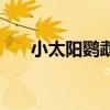 小太阳鹦鹉有细菌吗（鹦鹉有细菌吗）