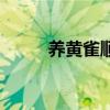 养黄雀顺口溜（黄雀怎么养干净）