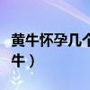 黄牛怀孕几个月生产（黄牛怀孕几个月生产小牛）