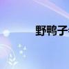 野鸭子会飞吗（野鸭子会飞吗）