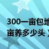 300一亩包地种草养牛能挣钱吗（种草养牛一亩养多少头）