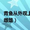 青鱼从外观上容易区分雌雄吗（青鱼如何分辨雌雄）