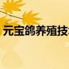 元宝鸽养殖技术鸽子喂盐（元宝鸽养殖技术）