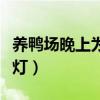 养鸭场晚上为什么要开灯（养鸭晚上要不要开灯）