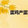 蛋鸡产蛋率低怎么办（原因是什么）