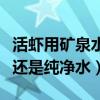 活虾用矿泉水装还是用自来水（养虾用自来水还是纯净水）