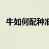 牛如何配种准确（多少天能看出配种成功）