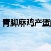 青脚麻鸡产蛋的概率（青脚麻鸡母鸡产蛋率）