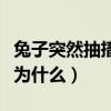 兔子突然抽搐是有什么状况（兔子偶尔头抽搐为什么）