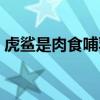 虎鲨是肉食哺乳动物吗（虎鲨是哺乳动物吗）