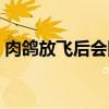 肉鸽放飞后会回来吗（肉鸽放飞后会回来吗）