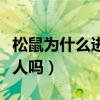 松鼠为什么进到别人家里（松鼠认家里的所有人吗）