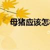 母猪应该怎样喂养（谁知道越详细越好）