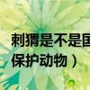 刺猬是不是国家三级保护动物（刺猬国家几级保护动物）