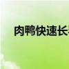 肉鸭快速长毛（肉鸭掉毛不长毛怎么办）