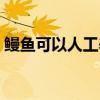 鳗鱼可以人工养殖呢（鳗鱼可以人工养殖吗）