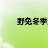 野兔冬季活动规律（一般到哪里去）