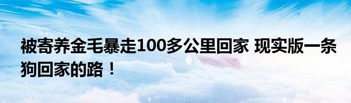 被寄养金毛暴走100多公里回家 现实版一条狗回家的路！