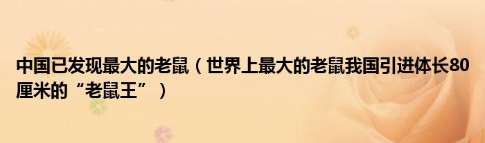 中国已发现最大的老鼠（世界上最大的老鼠我国引进体长80厘米的“老鼠王”）