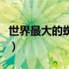 世界最大的蜘蛛排名（巨型猎人蜘蛛仅排第二）