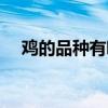 鸡的品种有哪些（中国土鸡品种排行榜）