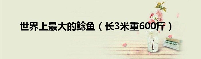 世界上最大的鲶鱼（长3米重600斤）
