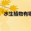 水生植物有哪些（常见的水生植物及名称）