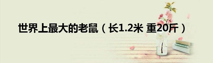 世界上最大的老鼠（长1.2米 重20斤）