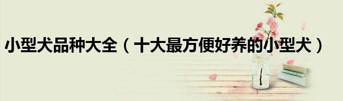 小型犬品种大全（十大最方便好养的小型犬）