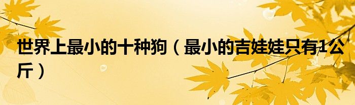 世界上最小的十种狗（最小的吉娃娃只有1公斤）