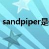 sandpiper是什么意思（sandpiper的用法）