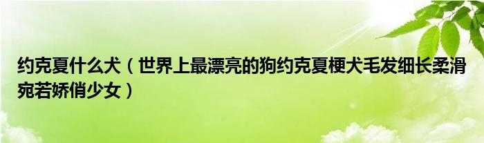 约克夏什么犬（世界上最漂亮的狗约克夏梗犬毛发细长柔滑宛若娇俏少女）