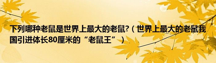 下列哪种老鼠是世界上最大的老鼠?（世界上最大的老鼠我国引进体长80厘米的“老鼠王”）