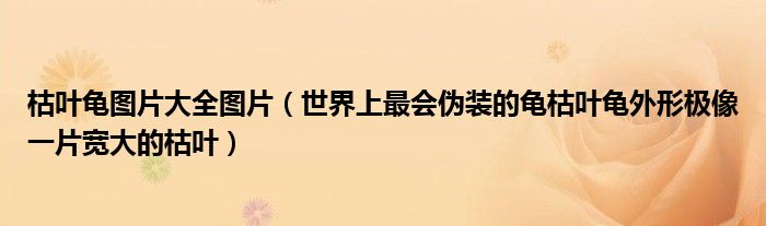 枯叶龟图片大全图片（世界上最会伪装的龟枯叶龟外形极像一片宽大的枯叶）