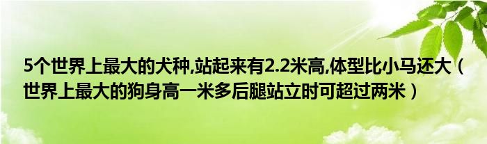 5个世界上最大的犬种,站起来有2.2米高,体型比小马还大（世界上最大的狗身高一米多后腿站立时可超过两米）